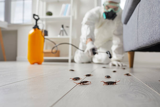 Commercial Rodent Management in East Lexington